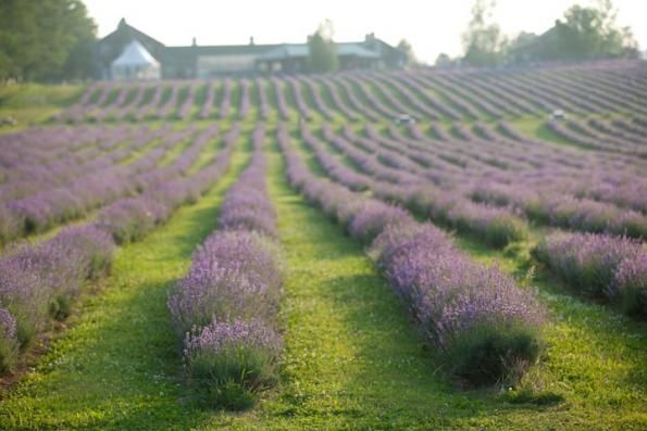 Lavande en Montérégie