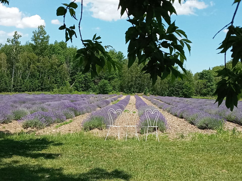 Lavande en Montérégie